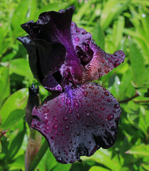 Wall Mural - Iris violet sous la pluie