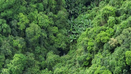 Wall Mural - Aerial footage of beautiful tropical forest mountain landscape in summer