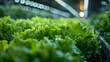 Organic lettuce is grown in a greenhouse