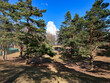 Clean and well-groomed pine city park with long shadows from the trees on a bright spring day in Riga, Latvia