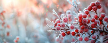 A Close-up Of A Winter Berry Bush, The Red Berries Coated In Ice, Against A Blurred Background Of A Frosty Winter Morning. The Vivid Reds Stand Out Against The Cold, Muted Colors Of The Season.