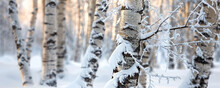 Fresh Snow Clinging To The Branches Of A Birch Forest, The Background Gently Blurred For Emphasis