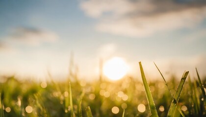 Wall Mural - world environment day concept green grass and blue sky abstract background with bokeh