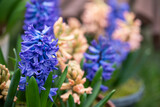 Fototapeta  - kolorowe, pachnące hiacynty w ogrodzie, wiosenne kwiaty