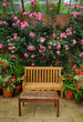 Garden  with climbing rose and chair.