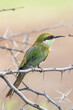 Swallow-tailed Bee-eater (Merops hirundineus) in worn plumage, Kgalagadi Transfrontier Park, Kalahari, South Africa