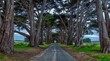 Cypress tree tunnel in Point Reyes