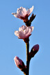 Ein Zweig des Weinbergpfirsichbaumes mit pinken Blüten im Frühling vor blauem Himmel (Nahaufnahme)
