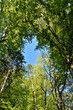 Blick durch die hohen Bäume mit frühlingsgrünen Blättern in den blauen Himmel