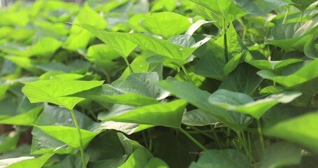 Wall Mural - Green sweet potato plants in growth at garden