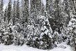 Snow  on pine trees on a Rocky Mountain Trails during Winter 