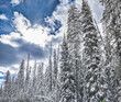 Rocky Mountain Winter snow covered trees