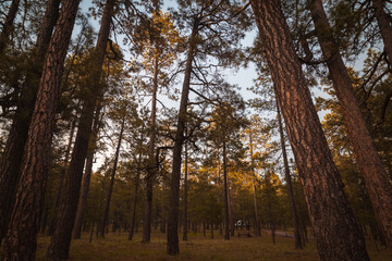 Poster - Early morning, first light on the trees in the forest