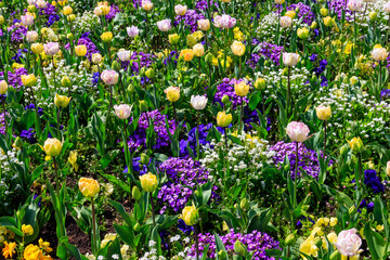 Canvas Print - Colorful beautiful spring flowers on flowerbed in the garden