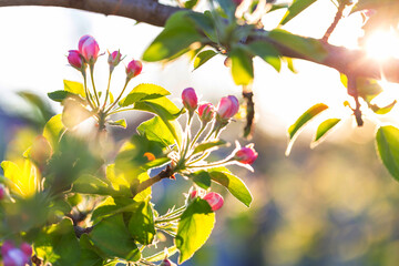 Canvas Print - Blossom tree