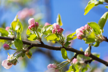 Poster - Blossom tree