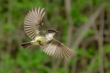 Wall Mural - eastern phoebe flying