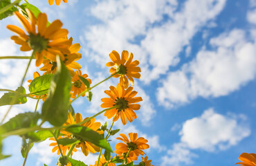 Wall Mural - Flowers