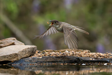 Wall Mural - eastern phoebe flying