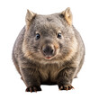 Wombat isolated on transparent background.
