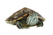 Turtle tortoise in PNG isolated on transparent background