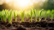 Sunrise and New Beginnings: Young Seedlings Growing in Fertile Soil
