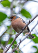 Chaffinch (Fringilla coelebs) - Widespread across Europe, Asia, and North Africa
