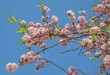 Branches of a flowering tree with delicate pink flowers on a blue sky background