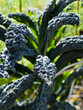 Lacinato kale - called cavolo nero, literally black cabbage, is a variety of kale with a long tradition in Italian cuisine, especially that of Tuscany, growing in the countryside permaculture garden.