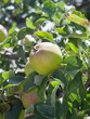 Alderman apple tree with ripe fruit , ready for harvest -  organic permaculture farm.