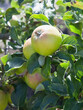 Alderman apple tree with ripe fruit , ready for harvest -  organic permaculture farm.