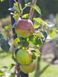 Old variety green apple trees in the orchard -  Golden Delicious.