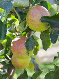 Fototapeta Na ścianę - Double Cordon Apple tree in the orchard.