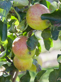 Fototapeta Storczyk - Double Cordon Apple tree in the orchard.