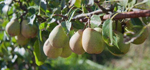 Wall Mural - Beth Pear tree -  is an excellent early-season pear tree with juicy sweet fruit.