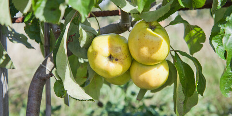 Wall Mural - Apple trees with fruit in the orchard.