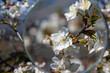 Flowering tree with white blooms in springtime. Close-up.