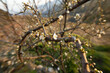 Flowering tree with white blooms in springtime.