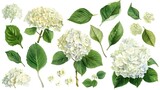 Fototapeta Przestrzenne - Set of hydrangea flowers and leaves on an isolated white background, watercolor botanical painting, hand drawing, floral design. Generative Ai