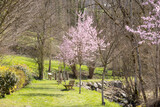 Fototapeta Na drzwi - Cherry blossoms in the field