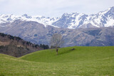 Fototapeta Na drzwi - Tree in meadow with snow-capped mountains in the background. French Pyrenees.