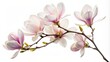 Blooming magnolia branch, close-up isolated on a white background.