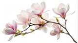 Fototapeta Dmuchawce - Blooming magnolia branch, close-up isolated on a white background.