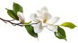 Generative AI : Magnolia liliiflora flower on branch with leaves, Lily magnolia flower isolated on white background