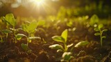 Fototapeta Paryż - Little plant Emerging from Rich Soil towards Morning Sunlight - Embracing the Ecology Concept