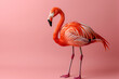 Beautiful pink flamingo on a pink background