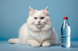 cat with water, cat health concept
