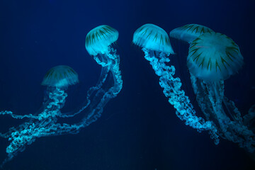 Wall Mural - Group of Jellifish South american sea nettle, Chrysaora plocamia swimming in dark water of aquarium tank with blue neon light. Aquatic organism, animal, undersea life, biodiversity