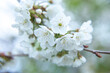 Flowering tree with white blooms in springtime. Floral background.