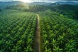Aerial view of palm oil plantation, big farm field with palms trees and dirt road in rubber jungle on a sunny day. Palm plantation, with a path leading through the dense forest.